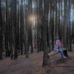 pinus mangunan