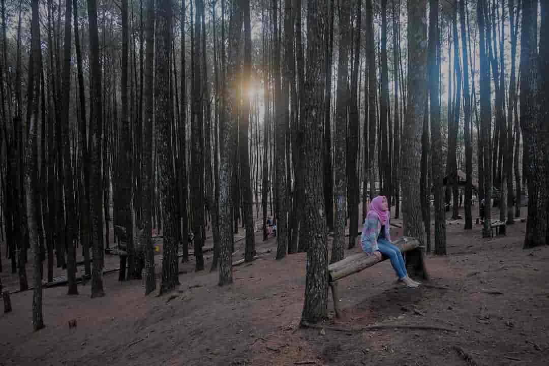 hutan pinus mangunan