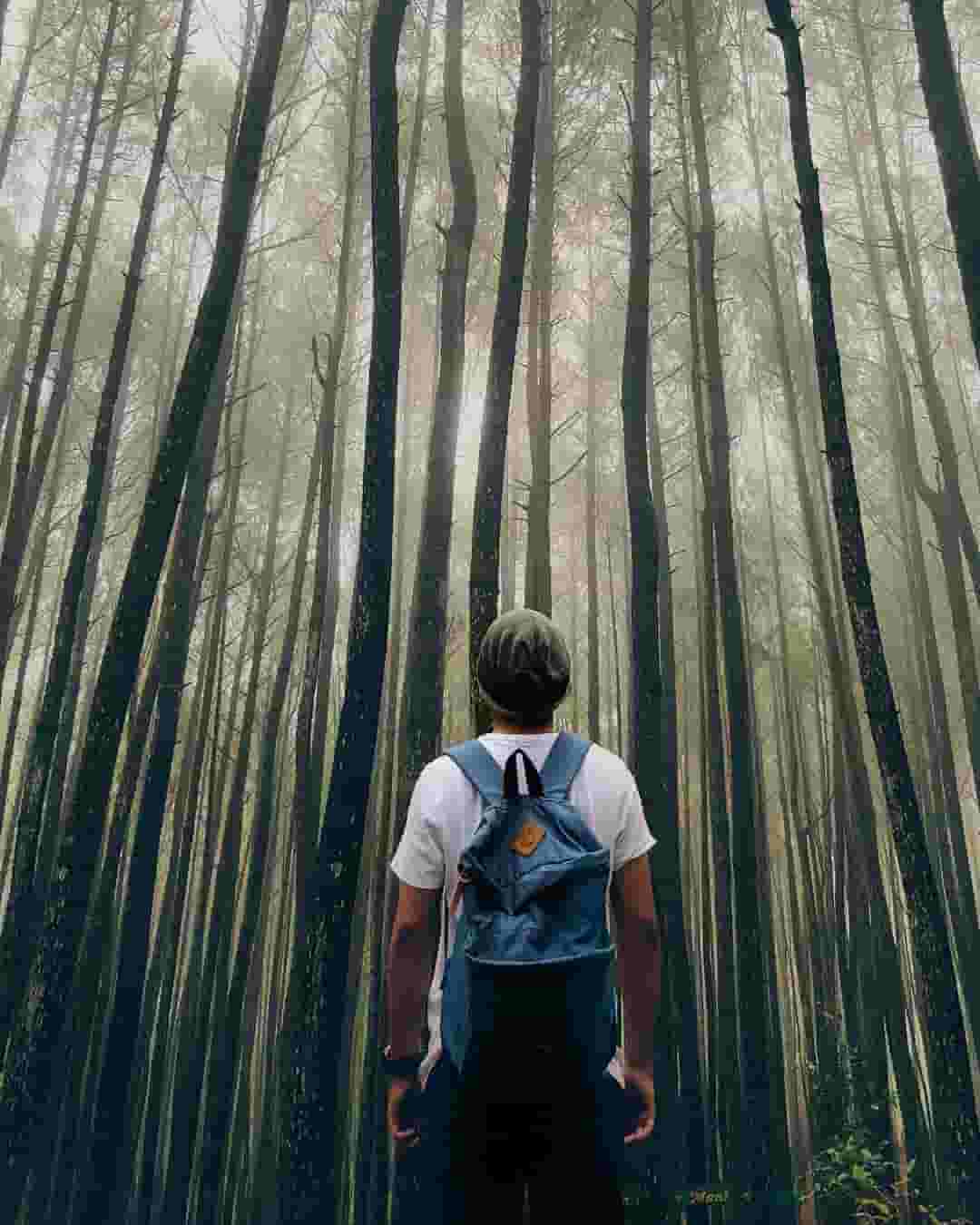 hutan pinus mangunan