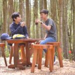 pinus mangunan