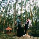 pinus mangunan