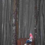 pinus mangunan