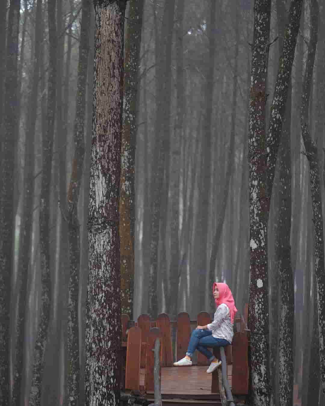 hutan pinus mangunan