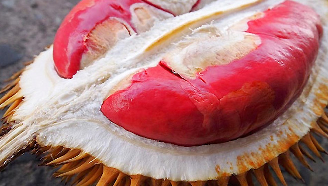prangko durian merah