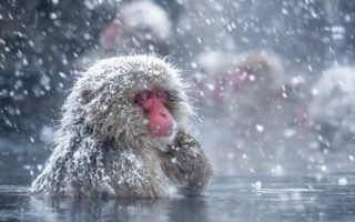 monyet salju jepang