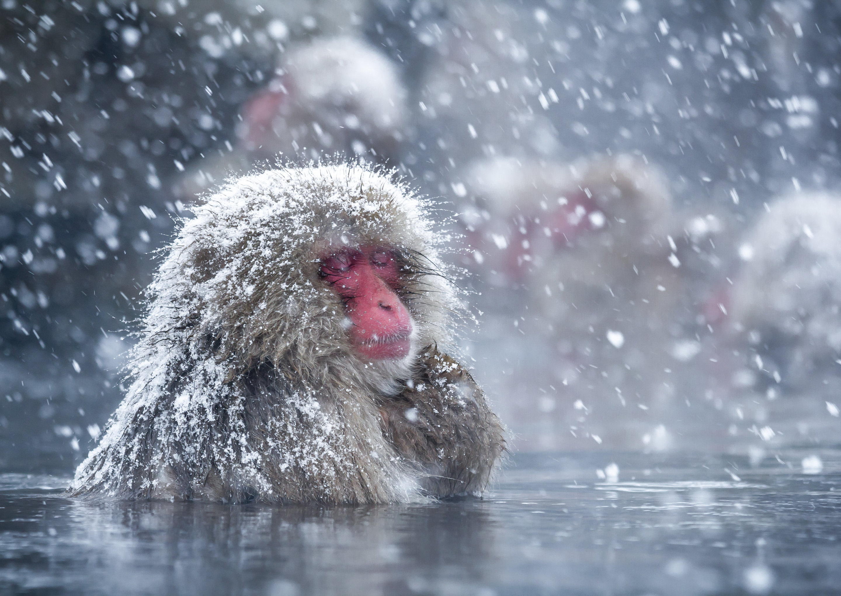 monyet salju jepang