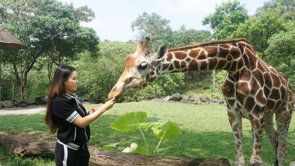 Lucunya Aurel Hermansyah Saat Bermain dengan Wombat Satwa 