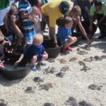 tukik penyu gili trawangan