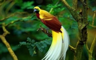 bird watching isio hill's