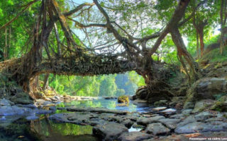 jembatan akar