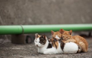 pulau kucing