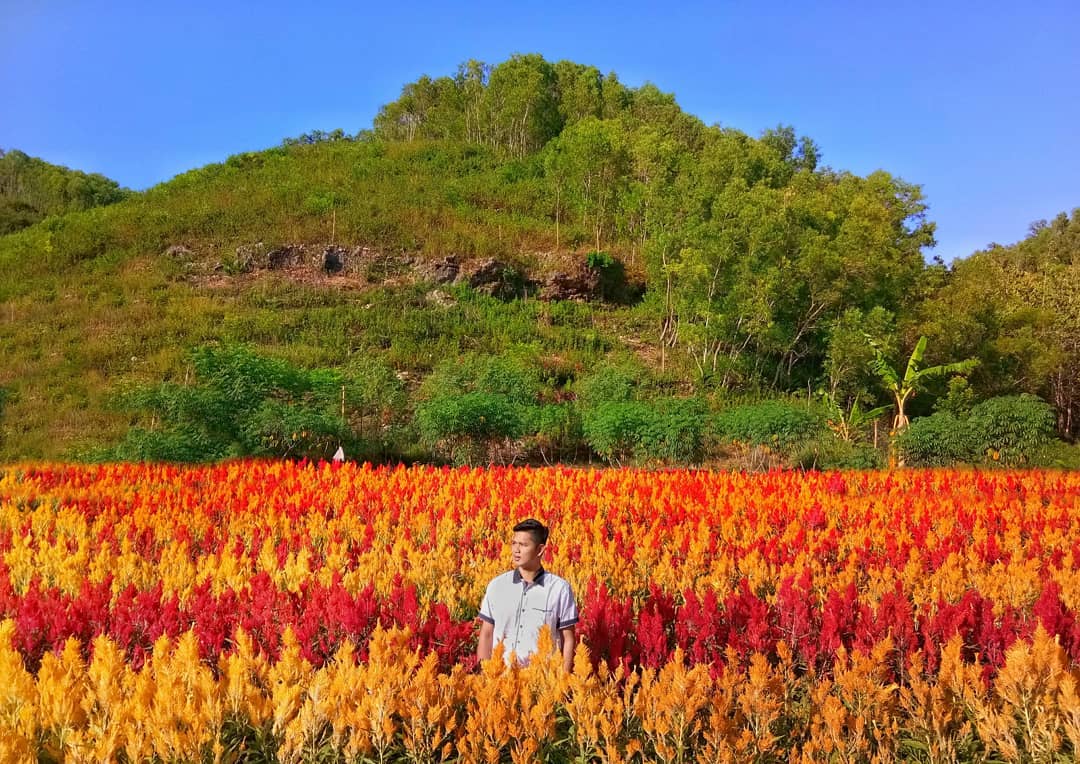  Taman  Bunga  Celosia  Gunung Kidul Wisata Bunga  Warna Warni 
