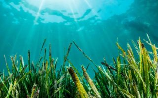 padang rumput di bawah laut