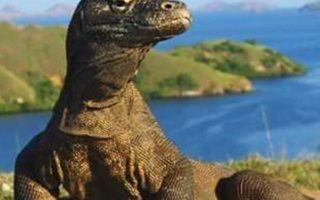 Alami Peningkatan, Pendapatan Pariwisata Pulau Komodo Capai Rp27 Miliar
