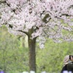 taman sakura lawu 2