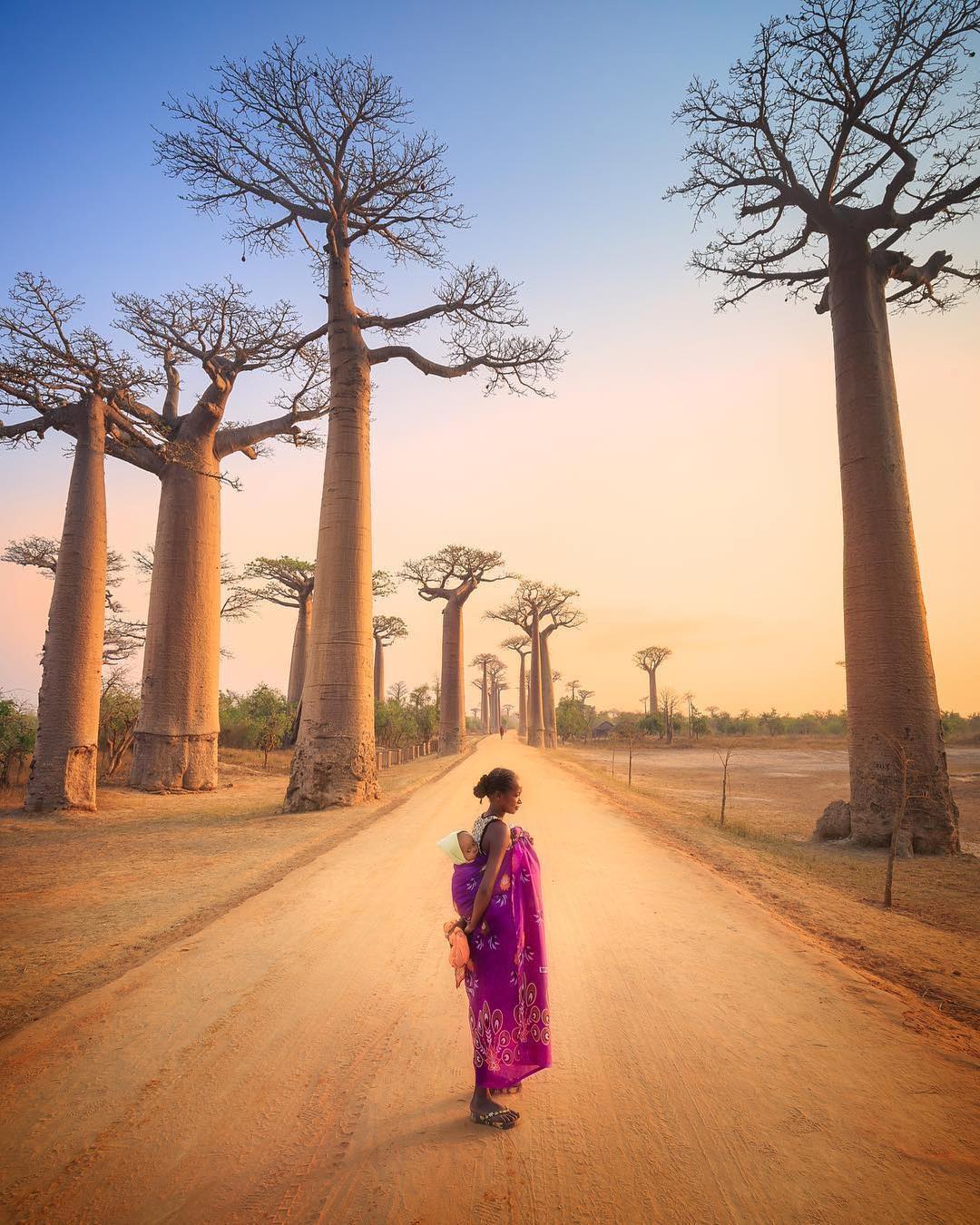 pohon baobab
