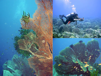 taman laut Indonesia 