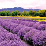 tempat paling santai di dunia