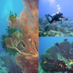 taman laut Indonesia