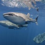 taman laut indonesia