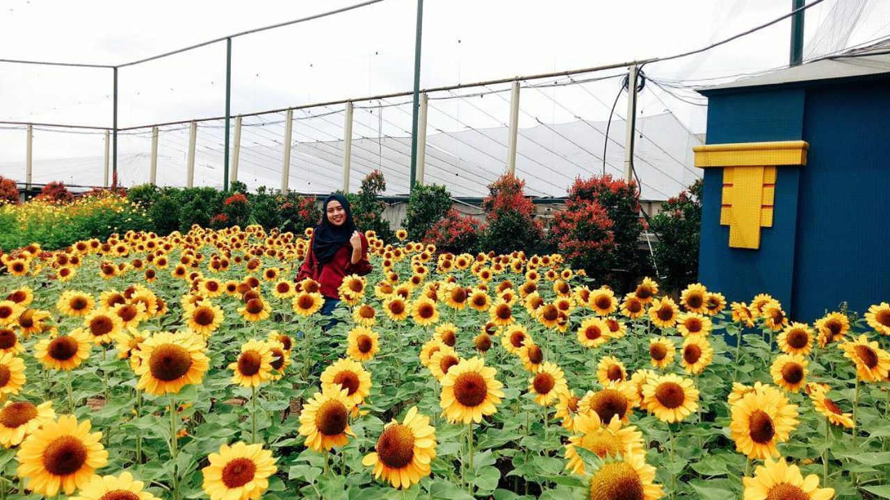 Sky Garden Bandung Surga Pencinta Selfie Berlatar Bunga