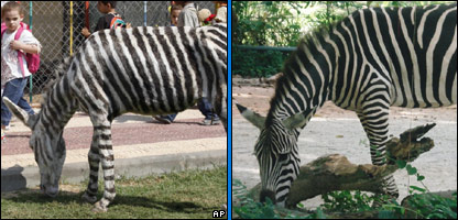 keledai dicat seperti zebra