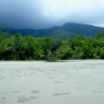 hutan tertua di dunia