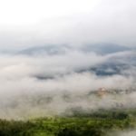 hutan tertua di dunia