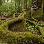 Kakamega Forest