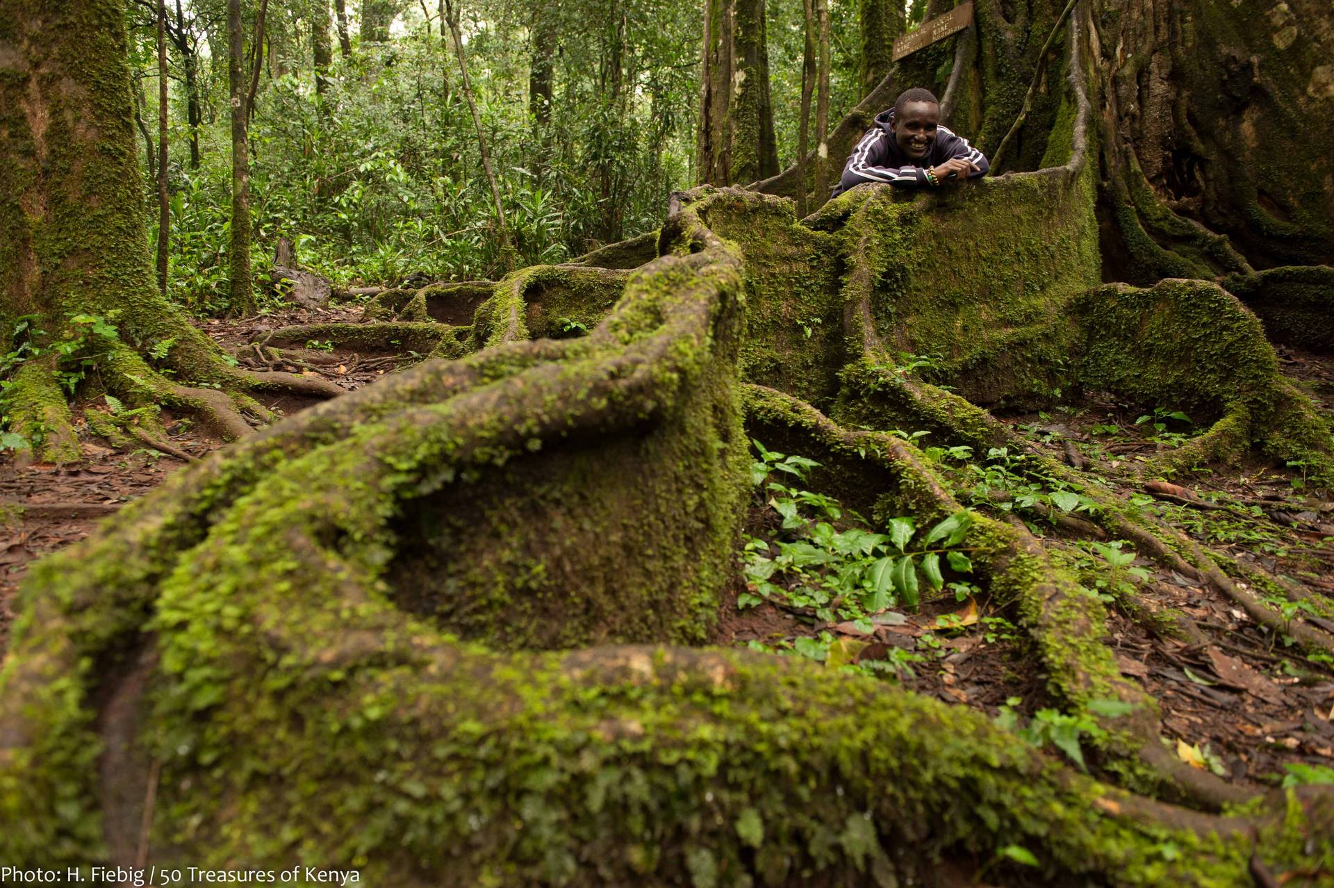 Kawasan hutan hujan tropis terlebat di dunia adalah