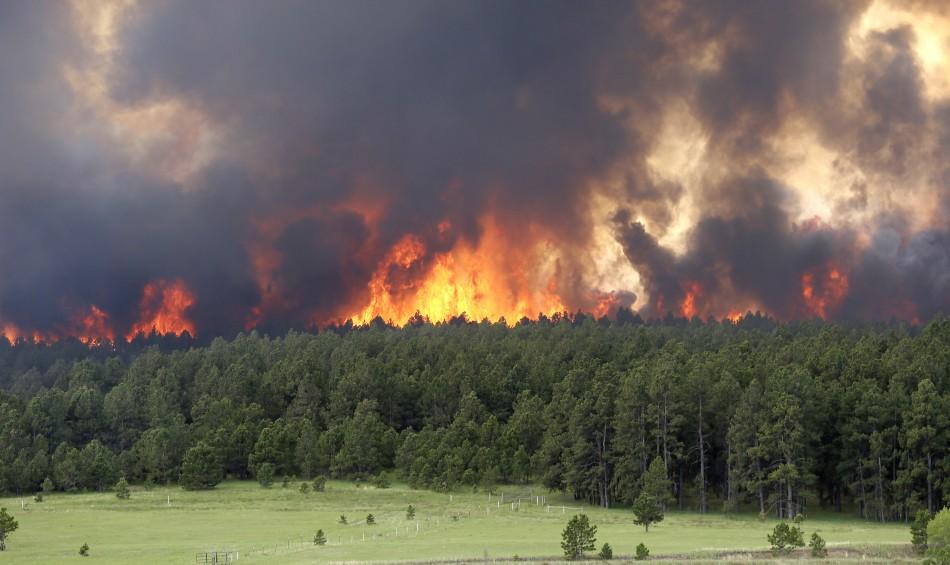 cara mencegah kebakaran hutan di gunung