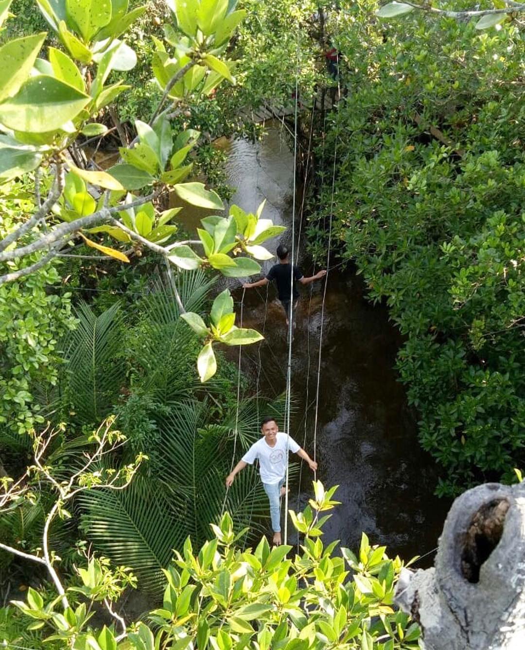 Mangrove Munjang Kurau Barat
