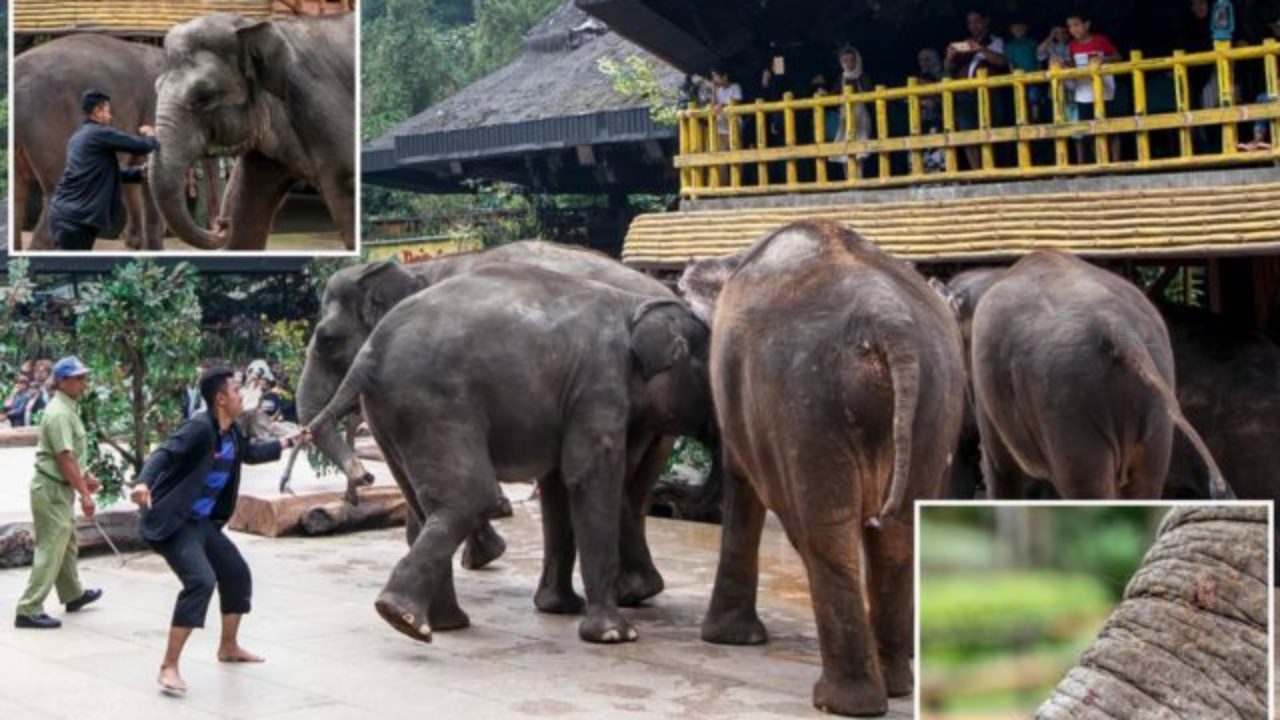 Miris Nasib Gajah Di Kebun Binatang Indonesia Jadi Sorotan