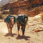 Havasupai