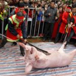 Nem Thuong Pig Slaughter Festival