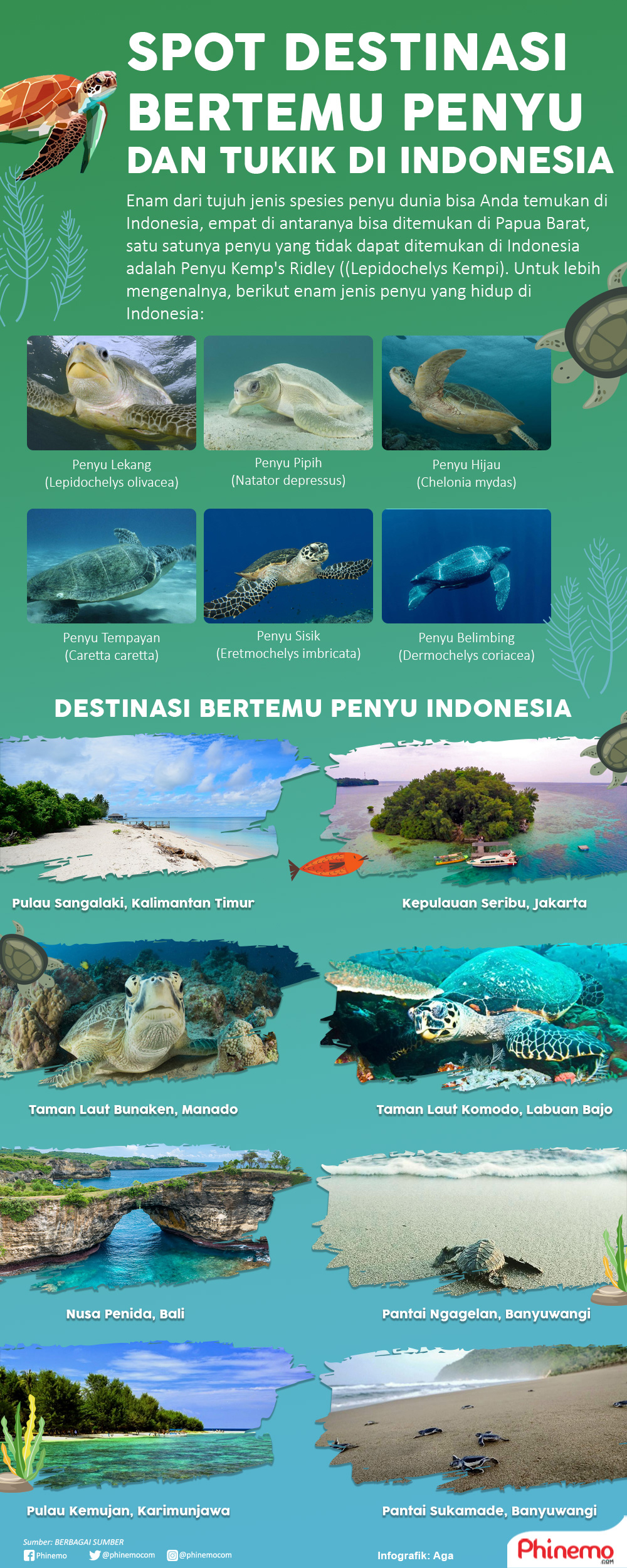Infografik Bertemu Penyu dan Tukik di Destinasi Indonesia yang Bisa Anda Datangi. 