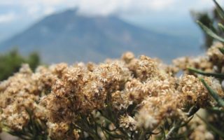 Festival Land Edelweiss Bromo