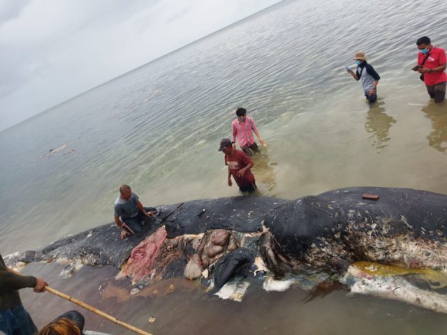 sampah plastik dalam perut paus