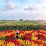 kebun bunga celosia di yogyakarta