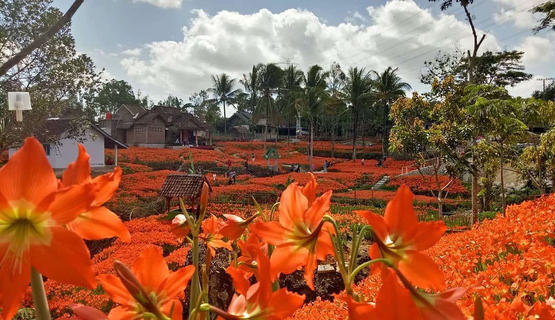  Taman  Bunga  Amarilis  Jogja  Mekar Kembali Makin Cantik Lho 