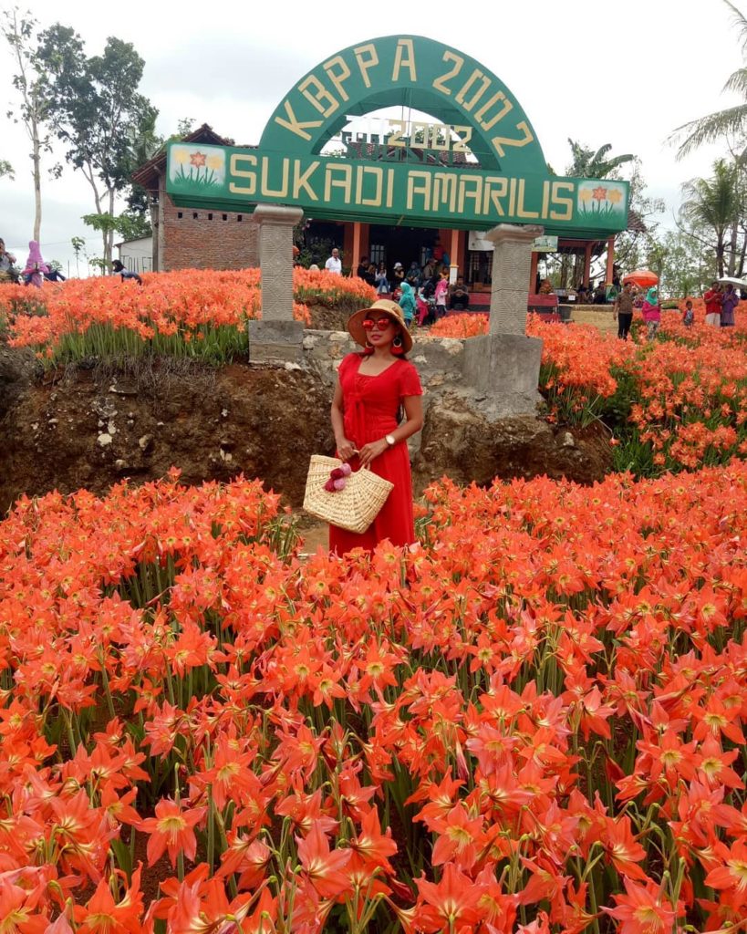 taman bunga amarilis