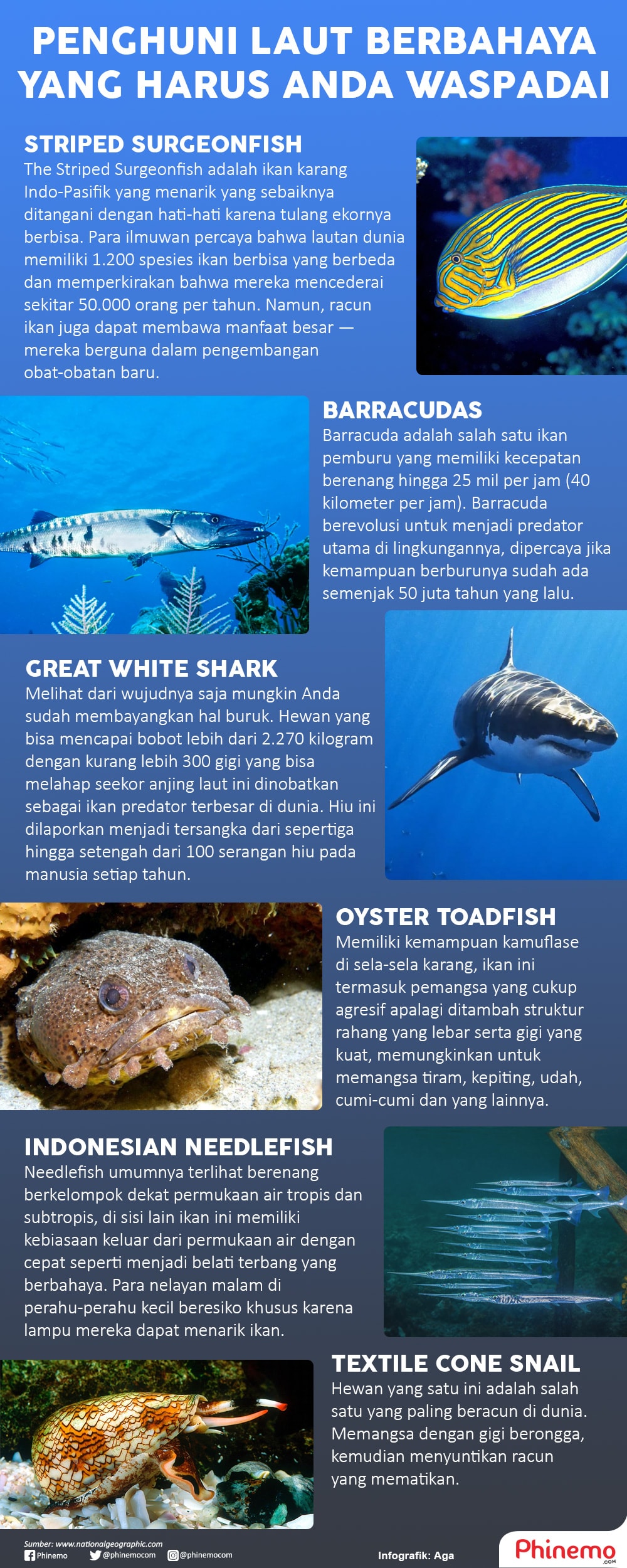 Infografik Makhluk Laut Berbahaya yang Perlu Anda Waspadai. 