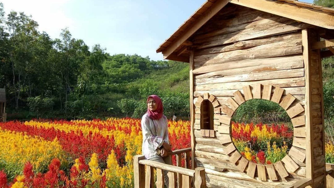 5 Wisata Kebun Bunga Celosia Di Yogyakarta