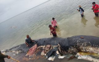 sampah plastik dalam perut paus