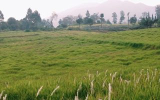 padang savana cihideung