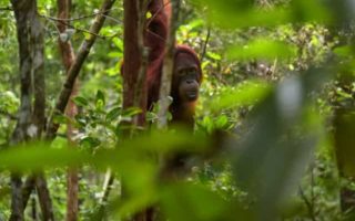 Keseruan Saat Wisata di Taman Nasional Tanjung Puting wisata taman nasional tanjung puting