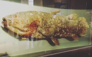 Ikan purba coelacanth