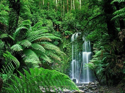 Hutan hujan tertua di dunia
