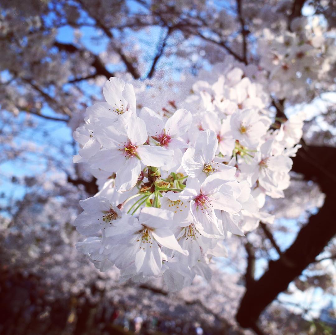 Bunga Sakura Mekar Warga Jepang Sambut Dengan Tradisi Hanami