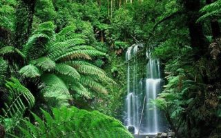 Tersesat di Hutan Tak Perlu Khawatir Selama Ada 7 Tanaman Ini tersesat di hutan